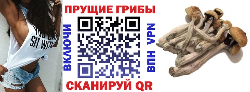 Купить где  Томск  Галлюциногенные грибы мицелий 